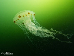 A compass jellyfish (Chrysaora hysoscella), common to the... by Rene Weterings 